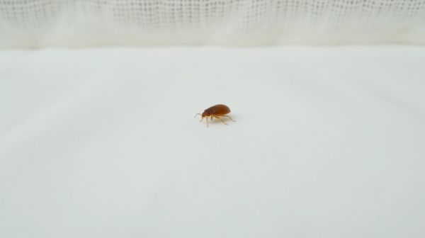 Bouton punaise de lit : comment les reconnaître et agir